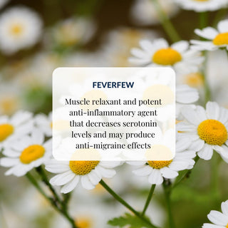 Feverfew  - Natural Migraine Supplement